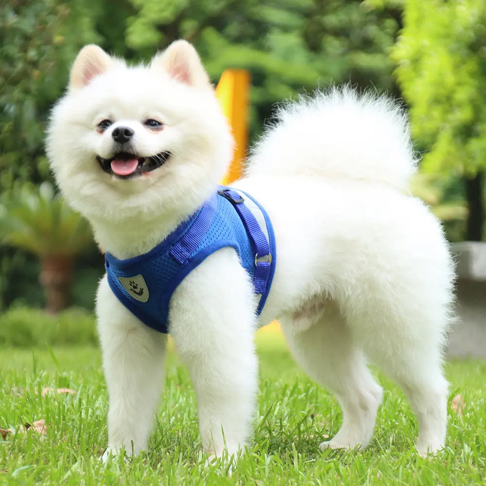 Harnais et laisse en maille respirante pour chat et petit chien, harnais pour chaton, chat, petit chien, chiot, bouledogue français, chihuahua, carlin