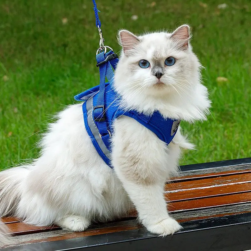 Harnais et laisse en maille respirante pour chat et petit chien, harnais pour chaton, chat, petit chien, chiot, bouledogue français, chihuahua, carlin