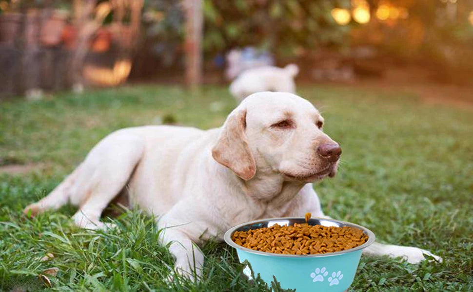 Gamelles mignonnes pour chiens de taille moyenne et grande, gamelles inoxydable