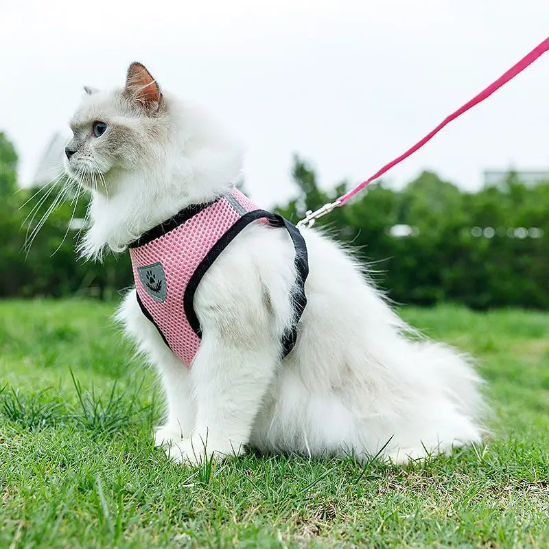 Harnais et laisse en maille respirante pour chat et petit chien, harnais pour chaton, chat, petit chien, chiot, bouledogue français, chihuahua, carlin