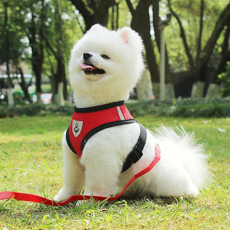 Harnais et laisse en maille respirante pour chat et petit chien, harnais pour chaton, chat, petit chien, chiot, bouledogue français, chihuahua, carlin