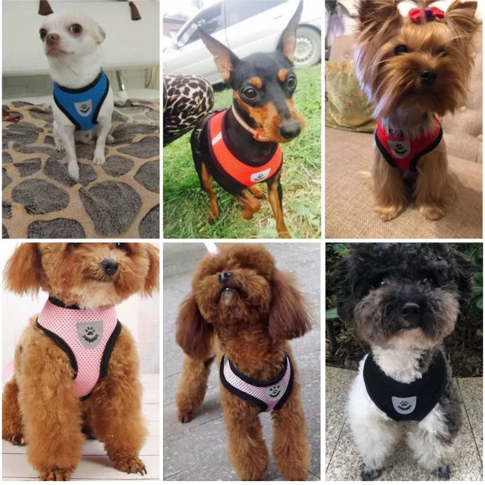 Harnais et laisse en maille respirante pour chat et petit chien, harnais pour chaton, chat, petit chien, chiot, bouledogue français, chihuahua, carlin