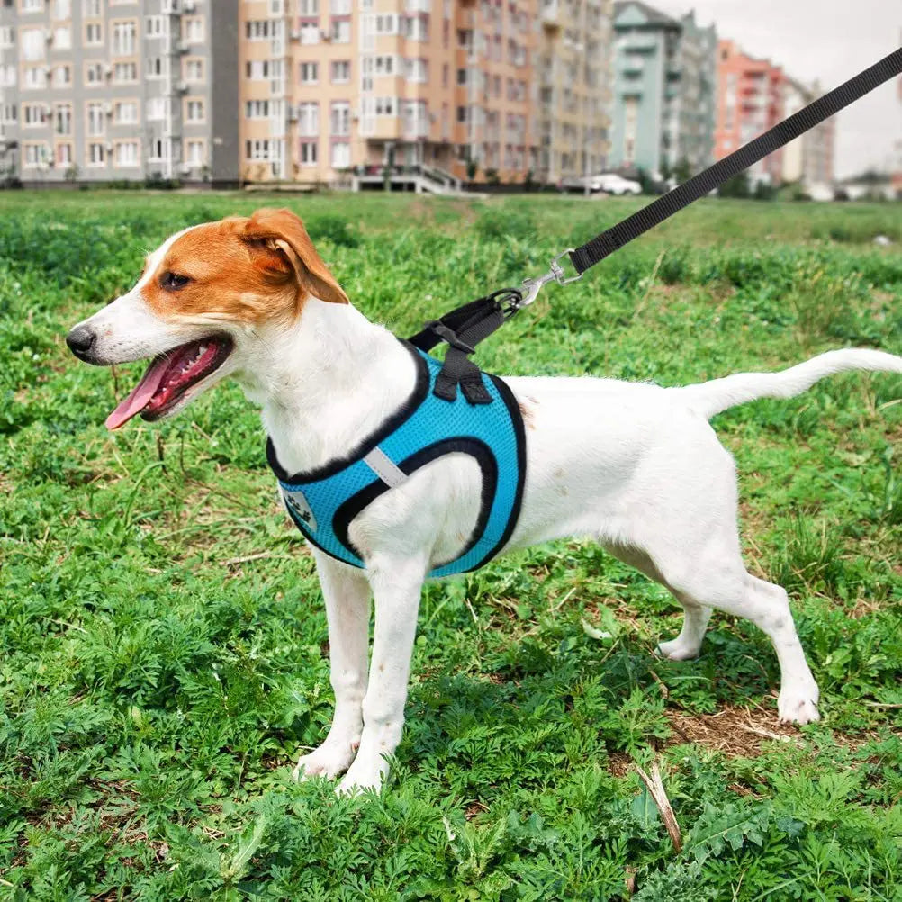 Harnais et laisse en maille respirante pour chat et petit chien, harnais pour chaton, chat, petit chien, chiot, bouledogue français, chihuahua, carlin