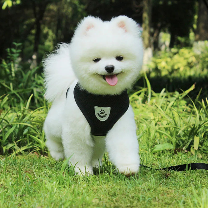 Harnais et laisse en maille respirante pour chat et petit chien, harnais pour chaton, chat, petit chien, chiot, bouledogue français, chihuahua, carlin
