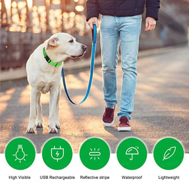 Collier chien lumineux  à Led Usb Chat Chiens Colliers Détachable Collier de prévention Accessoires pour animaux de compagnie