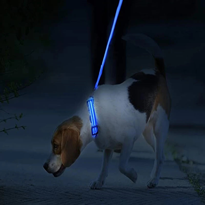 Collier chien lumineux  à Led Usb Chat Chiens Colliers Détachable Collier de prévention Accessoires pour animaux de compagnie