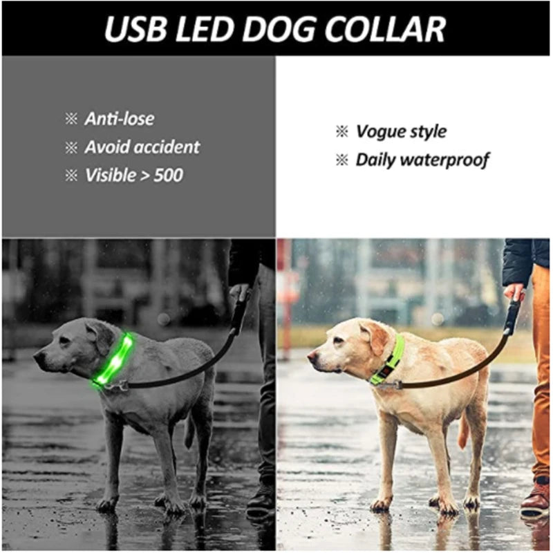 Collier chien lumineux  à Led Usb Chat Chiens Colliers Détachable Collier de prévention Accessoires pour animaux de compagnie